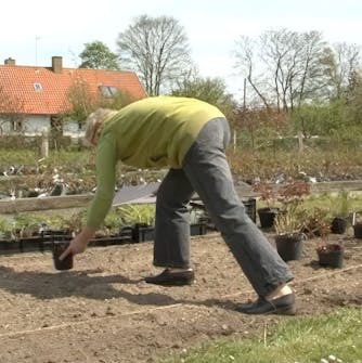 Plant staudene Plant staudene